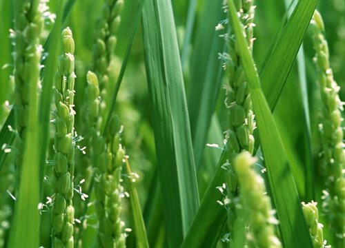 水稻灌浆期如何增产（水稻灌浆期水肥管理注意事项）