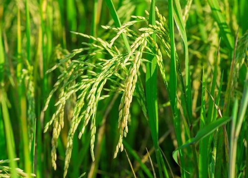 水稻是单子叶植物还是双子叶植物（水稻属于什么植物类型）