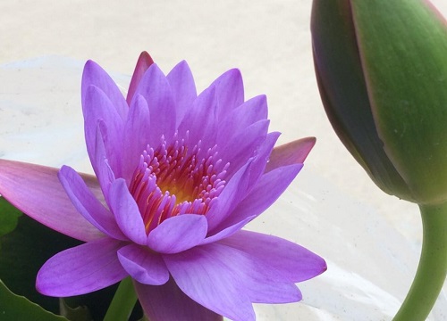紫色睡莲怎么养才开花