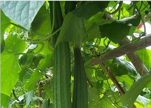 丝瓜生长周期  丝瓜的种植时间和方法