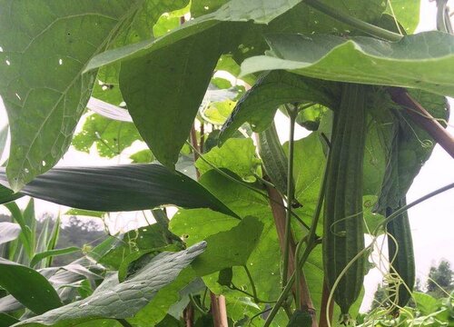 棱角丝瓜几月份种植最好 几月份播种最适合