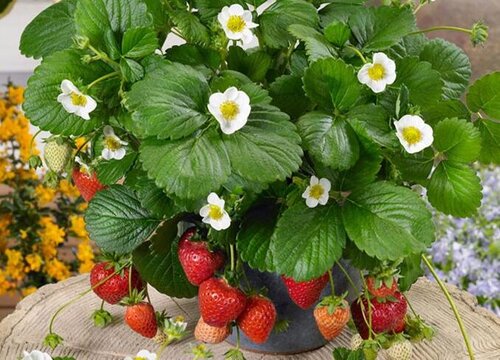 种草莓用什么土最好