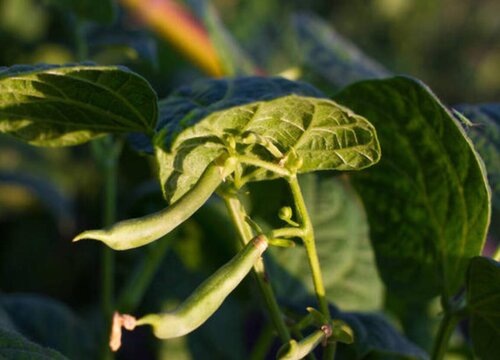 种四季豆用什么肥料好 植物说