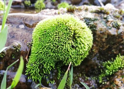 苔藓属于什么植物类型