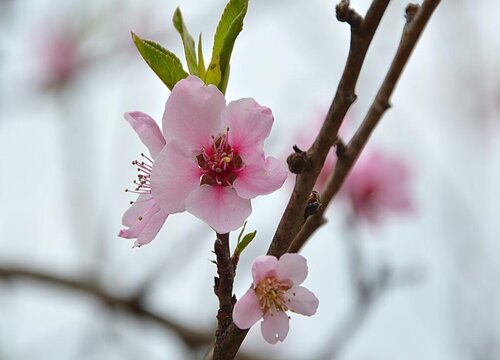 桃花是几月开的最茂盛 桃花开花季节是春天还是夏天