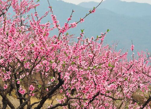 桃花树什么时候开花 一般在几月开放