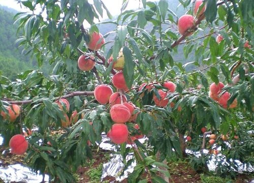 桃树种植时间和方法