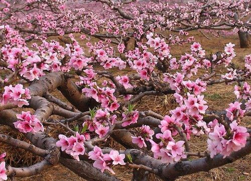 桃树移栽时间和方法 一年桃树苗的最佳移栽时间