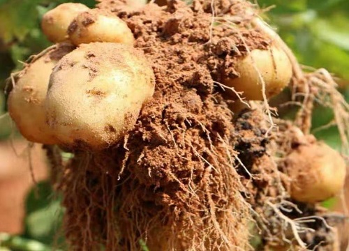 河南土豆一年可以种几次 种植时间和生长期