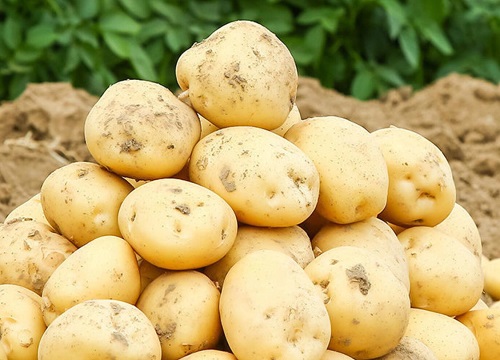 2022年春季土豆行情预测（专家预计今年土豆价格走势）