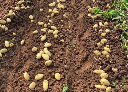 地膜土豆亩产量多少斤