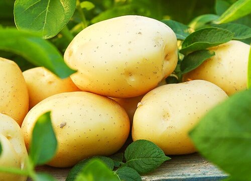 新土豆什么时候上市 收获季节是几月