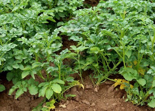 春土豆什么时候收获 丰收季节是几月