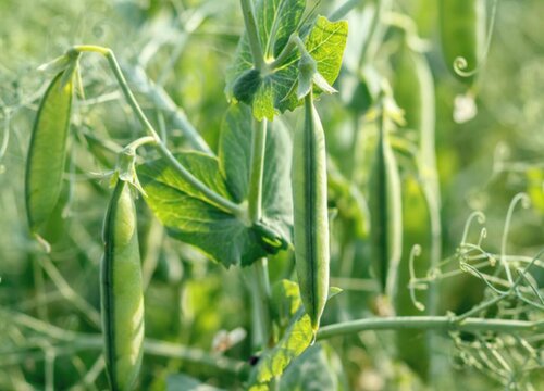 豌豆是什么作物 属于什么科植物