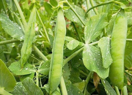 豌豆种植时间和方法 栽种时间与管理技术