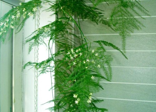 文竹怎么养护不但长得旺还能开出小白花