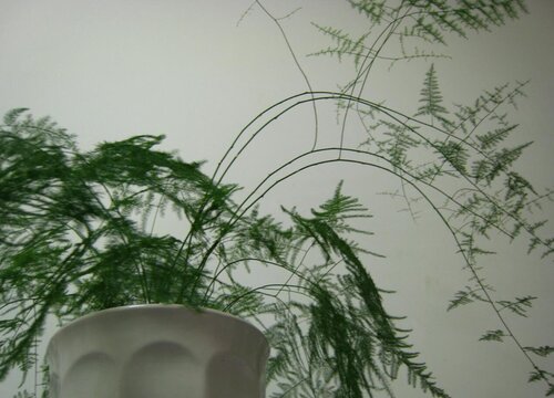 文竹用什么水养护叶片不发黄还长得快