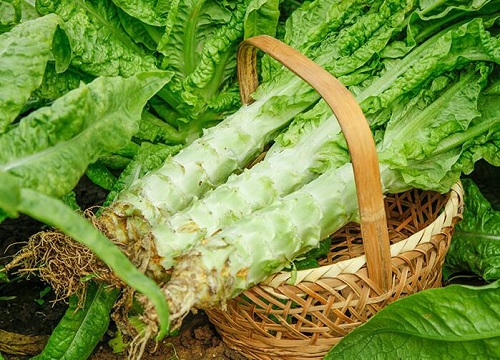 吃茎的蔬菜有哪些名称 5种专门吃茎的蔬菜名称图片