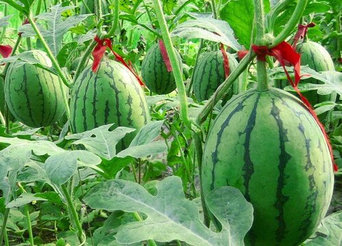 西瓜一年可以种几次 种西瓜的地第二年不能种