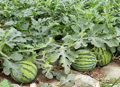 西瓜种植温度保持在多少合适 西瓜生长适宜温度与要求