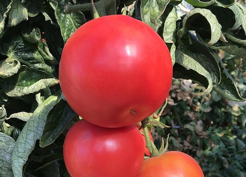 大棚西红柿亩产量多少斤
