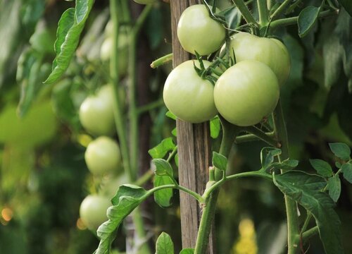 西红柿几月份成熟 成熟采摘与上市时间