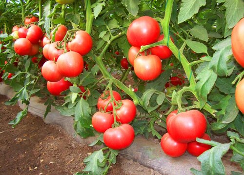 西红柿品种十大排名详情介绍（目前口感最好吃的西红柿）