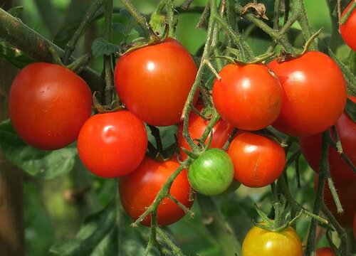 西红柿多少天浇一次水