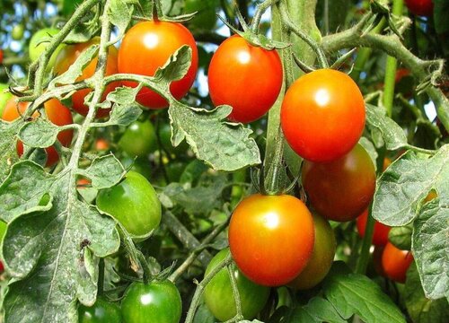 西红柿几月份种植最好 最晚什么时候种合适
