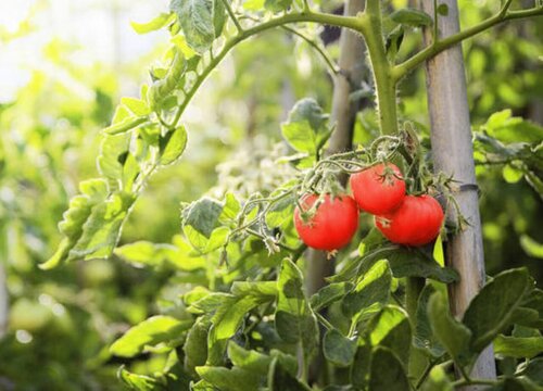 西红柿属于什么植物类型