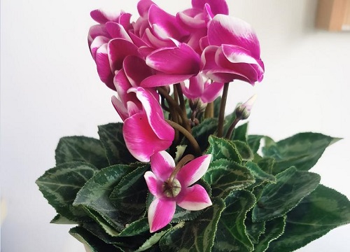 客厅养什么花最好 摆放在客厅好养有旺财的植物