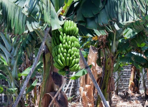香蕉一年收获几次（香蕉从种植到收获大约要几个月）