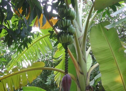 香蕉树北方可以种植吗 适合在哪里种植