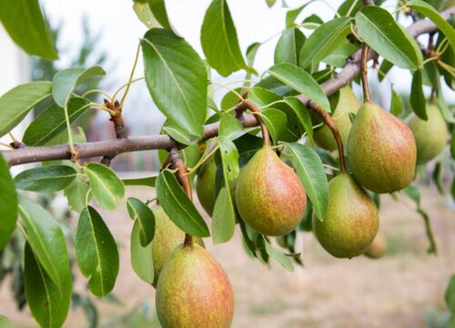 香梨什么季节成熟 属于几月份的水果