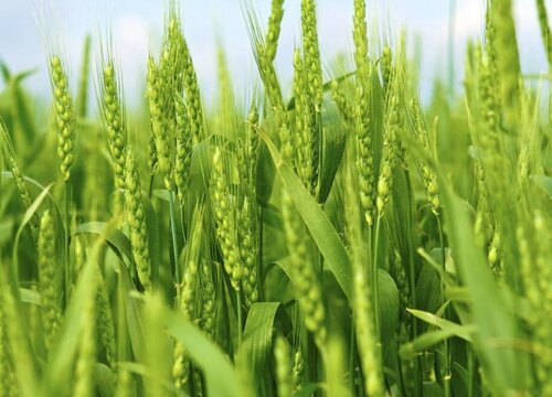 山东小麦品种排名 超级小麦新品种
