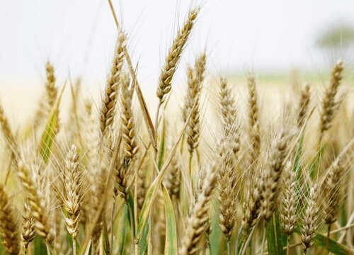 小麦高产品种排名前十名  高产品种排行榜