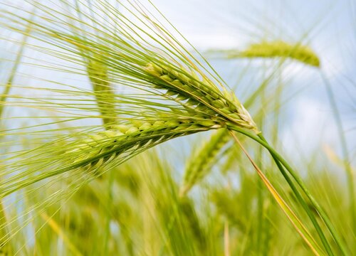 全国小麦价格最新行情走势（2022年底小麦还会涨价吗）