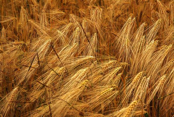 河南小麦亩产量一般多少斤 平均亩产能达到多少斤
