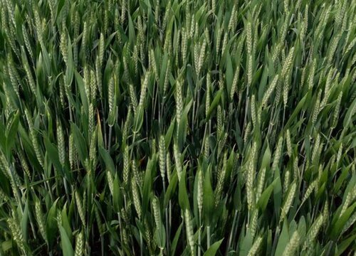 冬小麦品种排名 冬小麦优良品种有哪些