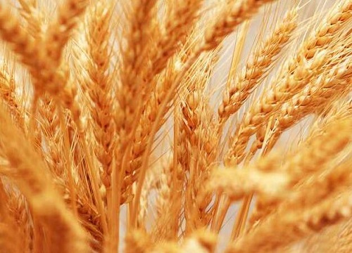 小麦4