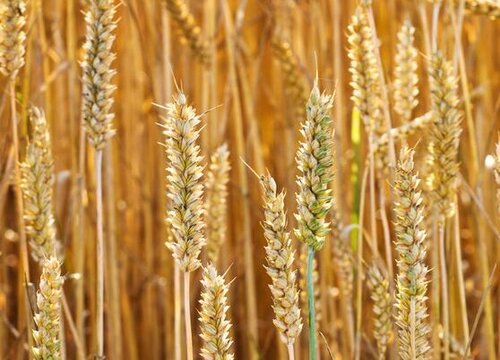 麦子的生长过程