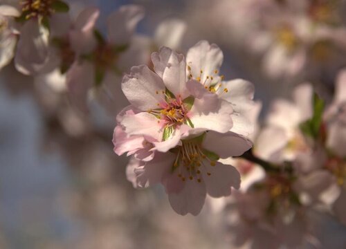 杏花什么时候开花开放季节是几月 植物说