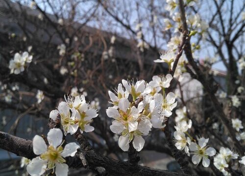 杏花什么季节开花 开花的时间在几月份