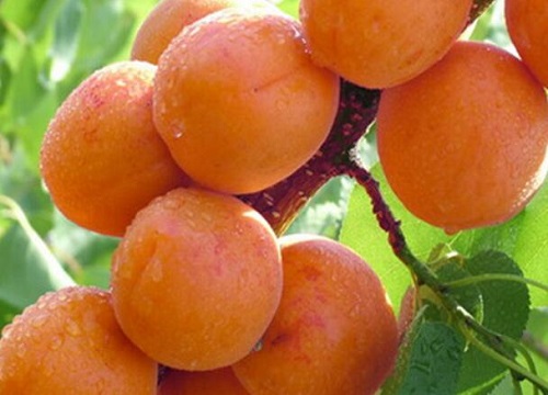 杏子是水果吗 属于什么类型水果