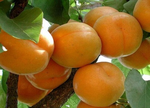 杏子和青梅是一种水果吗 具体有什么区别