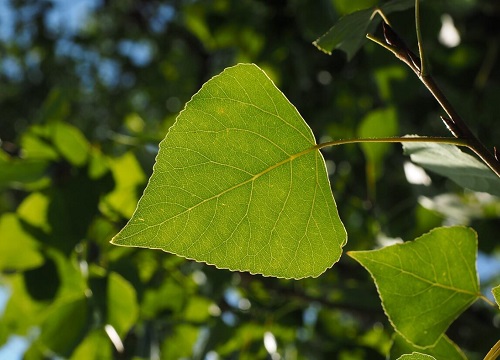 杨树叶子形状特点像什么 叶子是什么样子的图片