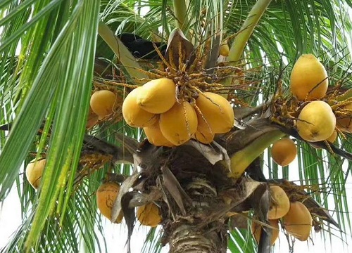 海南椰子什么时候成熟 成熟月份与采摘时间