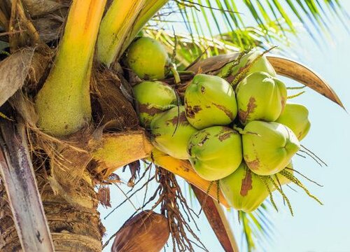椰子几月份成熟