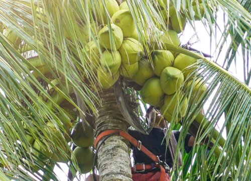 椰子的种子靠什么传播 椰子是靠水传播种子的吗