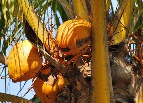 椰子的品种